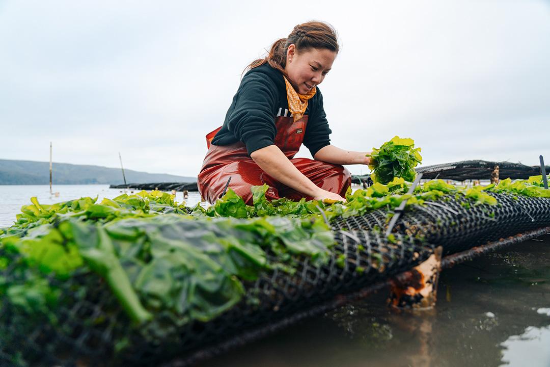 Low tide-to-table. Farm chef at Hog Island Oyster Company, Mariko Wilkinson, harvests seaweed in Tomales Bay, CA.