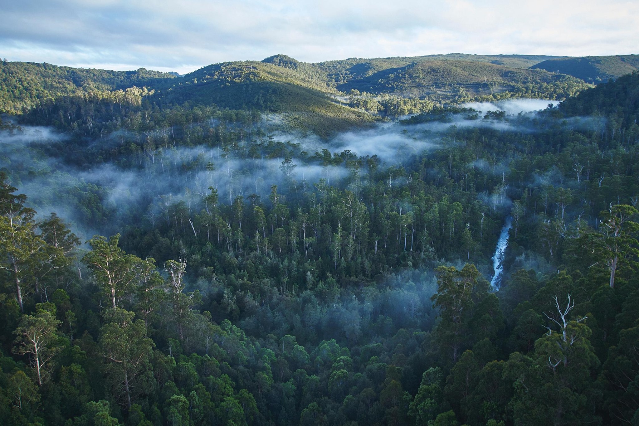 The fight for protection of Tasmania’s ancient trees continues to escalate as the state government attempts to prohibit activists from conducting nonviolent protest actions in the forests which include takayna/Tarkine.  Donate to the Takayna Ultra Marathon and help raise funds for the campaign to protect takayna here: festivalwalk 