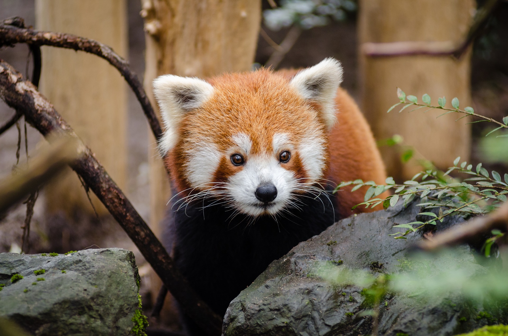 【Les Néréides Loves Animals】 小熊貓好似貓可愛,  卻係面瀕危物種 小熊貓，學名：紅熊貓，體型比家貓略大，貓臉熊身，似貓非貓，似熊非熊。... 一種獨居動物，黃昏到黎明係其主要活動期。以竹子為主食，但也會雜食樹葉、果實、禽蛋、鳥類、昆蟲和小型哺乳動物，雖然屬於食肉目，但性格十分溫順文雅，一副小貓似既稚氣臉譜，頗能逗人喜愛 #lesnereides #lesnereideshk #lesnereideslovesanimals #charitycollection #spca #redpanda #jewelrygram #cute 