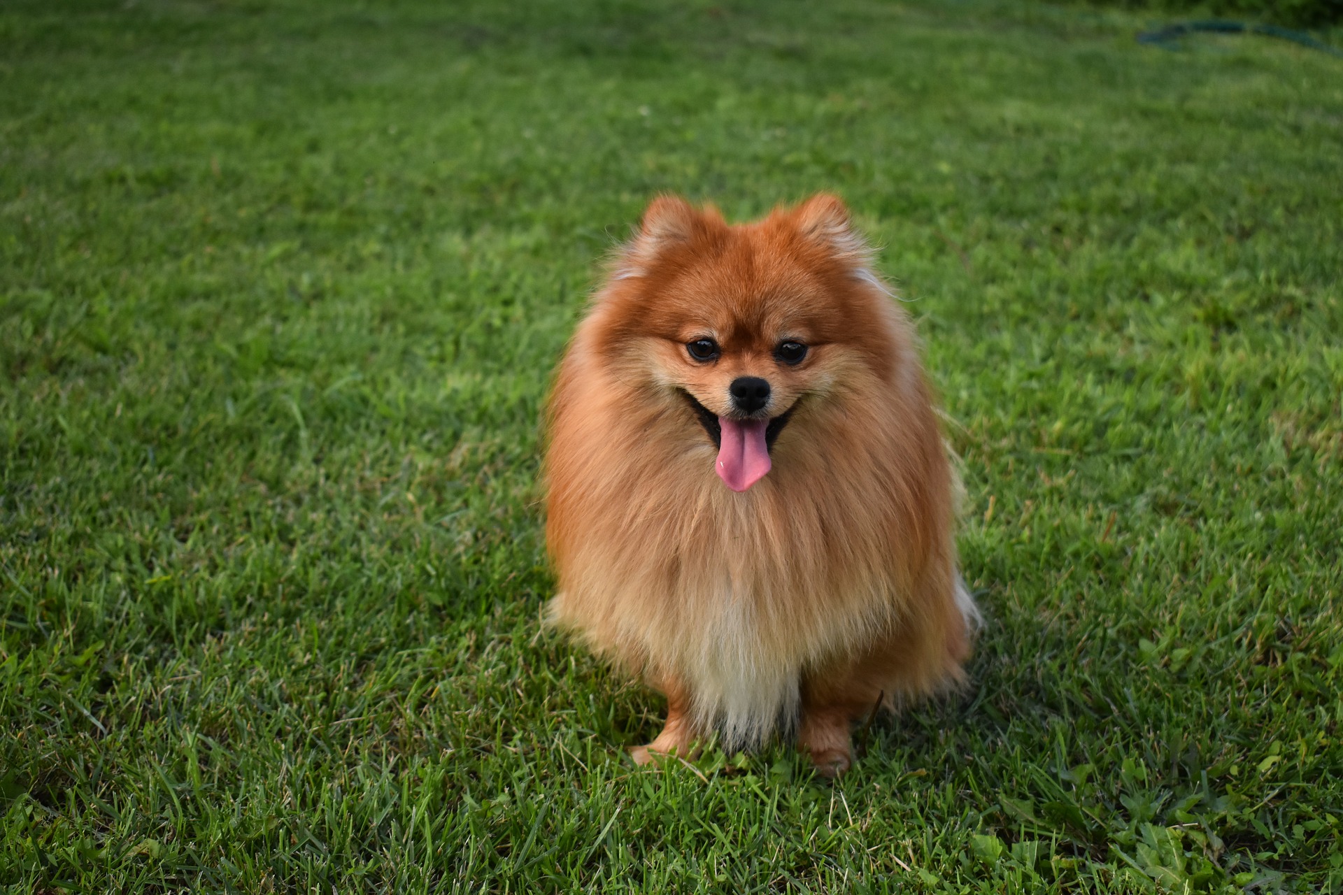 【Les Néréides Loves Animals】 松鼠狗（Pomeranian）