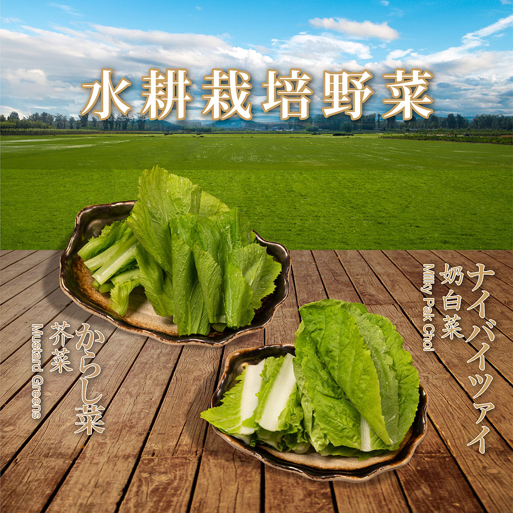 【😋食得更健康】水耕栽培野菜💧🥬