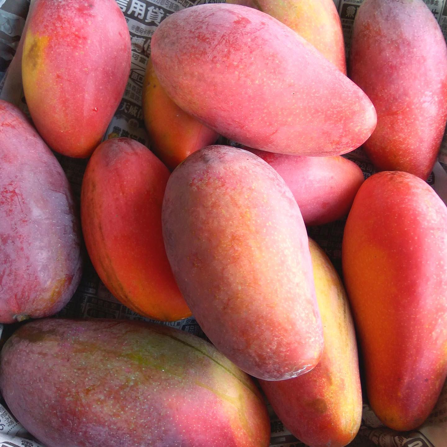 Look at these lovely mango babies🥭🥰Who can resist eating it😍😍?
