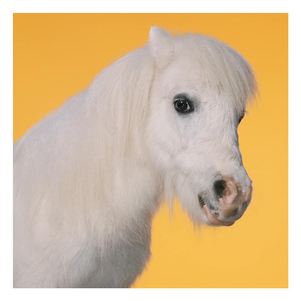 Tornado is a charming five-year-old miniature horse. He is confident, adventurous and extremely intelligent, with a Houdini-like ability to escape from seemingly secure pens. Height: 28 inches. 