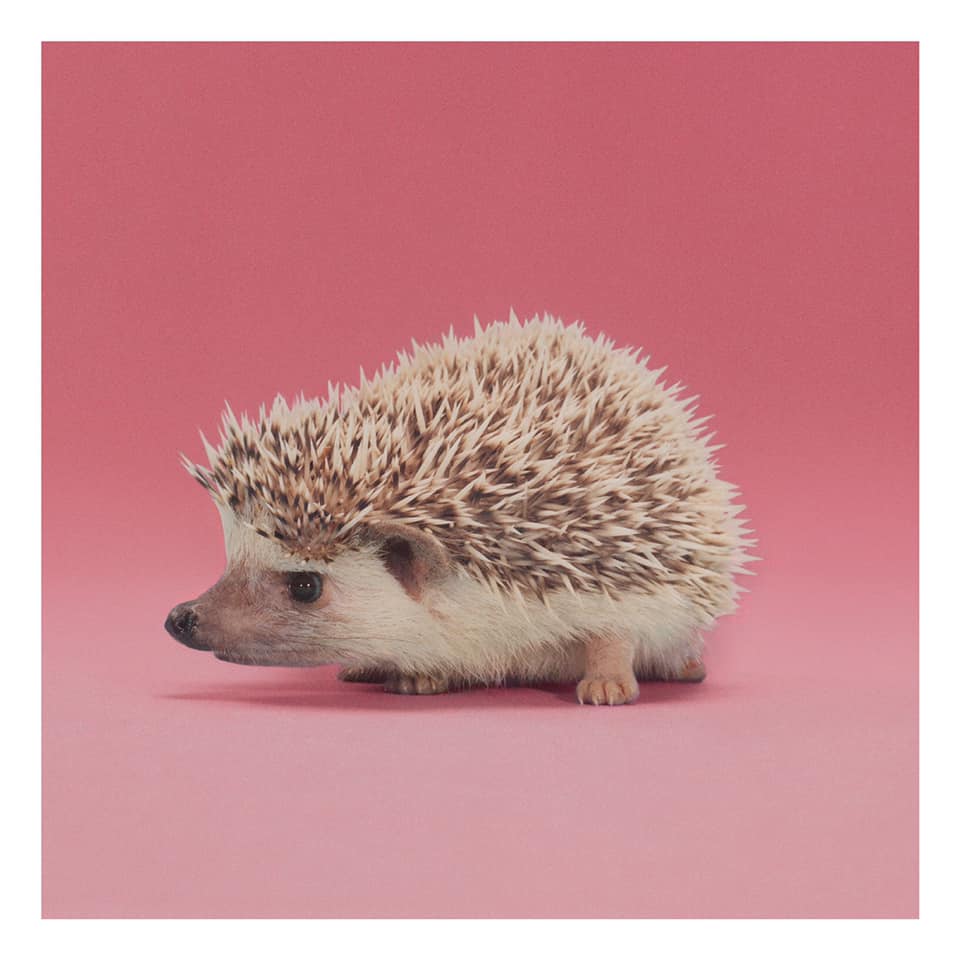 Insects, worms, centipedes, snails, mice, frogs, and snakes make up the diet of hedgehog. Known for its coat of sharp spines, most species are as big as a teacup. The animal is among the characters of the Gucci Pre-Fall 2020 So Deer To Me campaign.