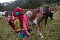 Bite valve, not chew toy. Caroline Gleich meets a thirsty pack mule on her way to Yosemite’s  Lyell Glacier, which is rapidly disappearing due to climate change.