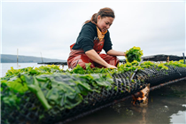 Low tide-to-table. Farm chef at Hog Island Oyster Company, Mariko Wilkinson, harvests seaweed in Tomales Bay, CA.