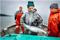 Bret Johnson along with his son Chris and friend harvesting wild sockeye in Clam Gulch, Cook Inlet, AK. Learn more about Provisions here: festivalwalk 