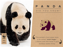 | TRIVIALMOMENT | DID YOU KNOW? The panda’s front paws have a so-called “sixth finger”, a fleshy pad that helps it grip bamboo stalks firmly. It sometimes drinks by the unusual