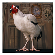 Captured by Mark Peckmezian inside the late-mannerist Palazzo Sacchetti in Rome, a chicken—an animal featuring in the Gucci Epilogue campaign, launching soon.