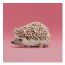 Insects, worms, centipedes, snails, mice, frogs, and snakes make up the diet of hedgehog. Known for its coat of sharp spines, most species are as big as a teacup. The animal is among the characters of the Gucci Pre-Fall 2020 So Deer To Me campaign.