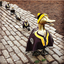 Make way for Bruins 🦆 🏒 #gobruins #stanleycup #bostonbruins